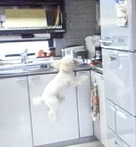 081011 R8 11824-1.PCT