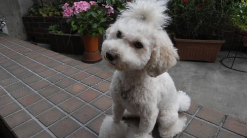 6/20きなこイメチェン