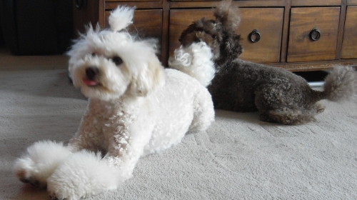 4/30きなことあずき