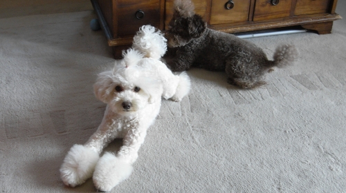 4/30きなこカット