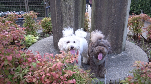 8/17目黒川緑道散歩