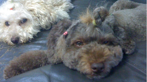 8/24あずき三つ編み