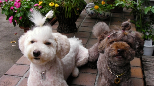 8/25頭イメチェン