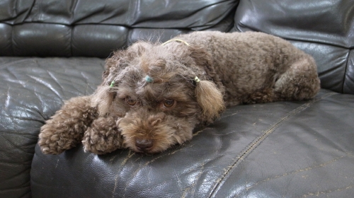 9/3あずき三つ編み三本