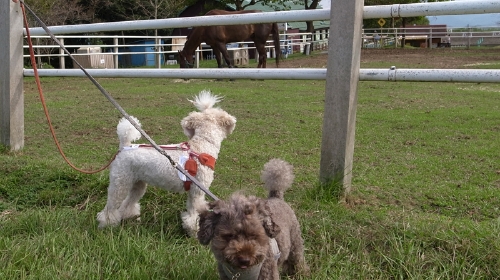 9/8「マザー牧場」うまにびっくり