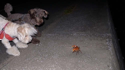 9/8「しぶごえ千倉」かにと闘うあずきときなこ