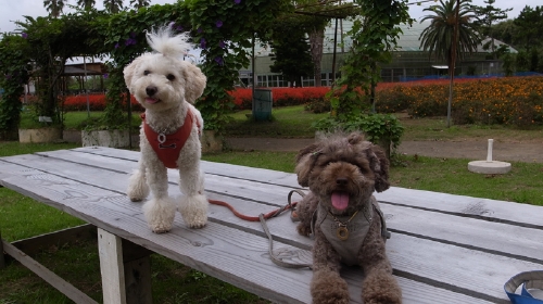 9/9「フラワーパーク」はいポーズ