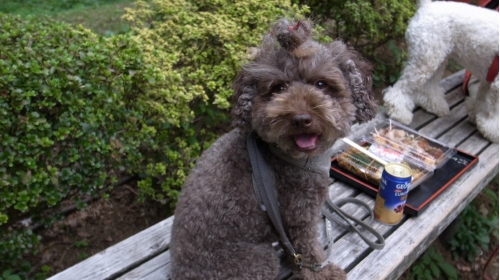 9/21代々木公園のあずき