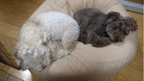 9/20眠いのにじゃまなやつ！