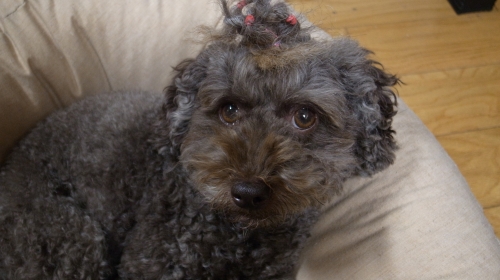 9/20あずき我慢の子