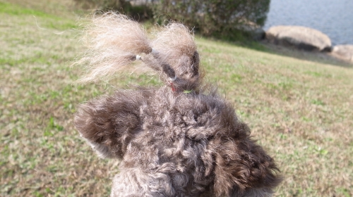 10/31あずきニューヘアー