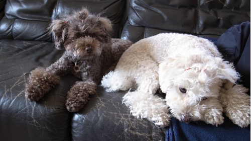 11/7退屈なふたり