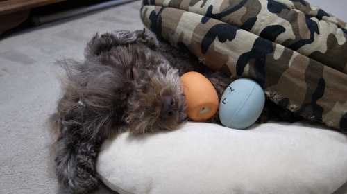 11/8おねむなあずき