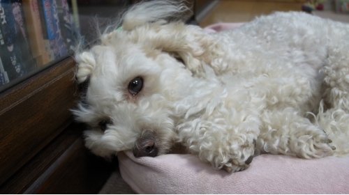 11/8おねむなきなこ