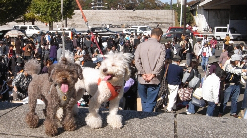 11/15駒沢公園フリマ光景