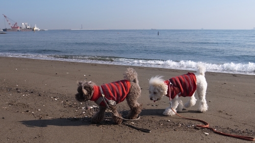12/2浜辺のふたり
