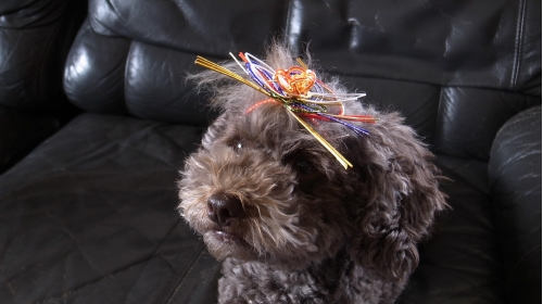 1/11お姫様あずき