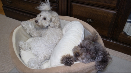 1/27きなこ重いよ