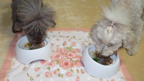 12/3何時もご飯拒否のあずきが今日は催促して食べてます。