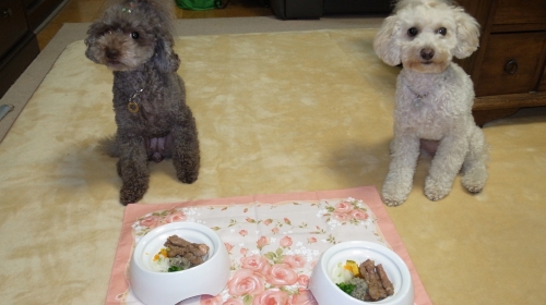 12/3お預け中　きなこは待ち切れそうもなく震えが来てます。