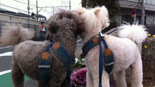 2/5きなこもトリミング