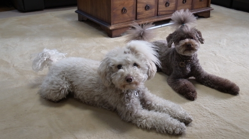 2/3あずきちょんまげ