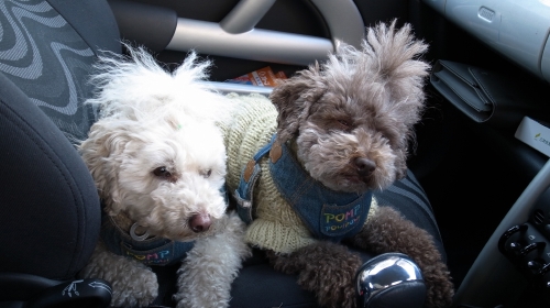 2/27仲良くうとうと