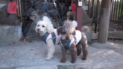 1/2 七福神境内ちの御稲荷さん