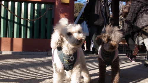 1/2 目黒不動前の山門前