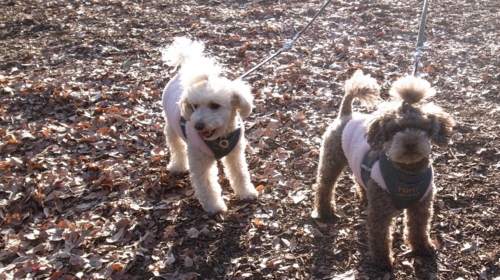 1/8 落ち葉の中で