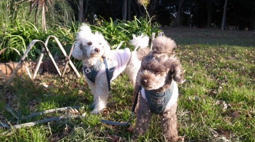 1/8 夕日に照らされて