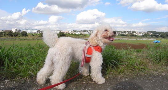 080831 GX100 14137.JPG